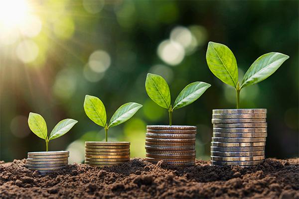 coins sprouting leaves