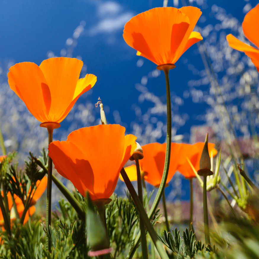 California poppies
